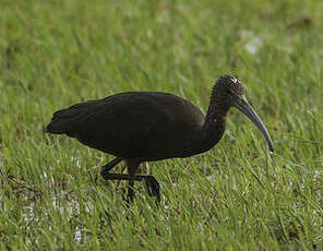 Ibis falcinelle