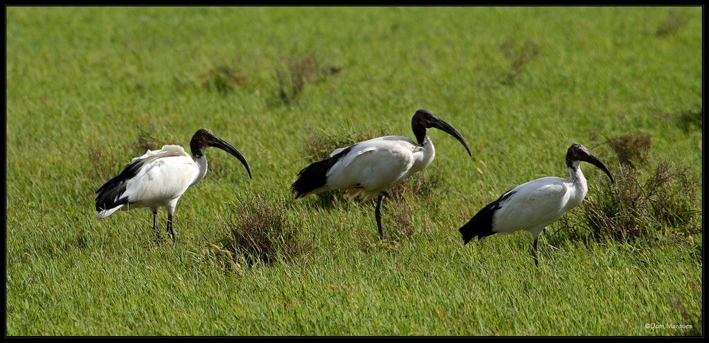 African Sacred Ibis