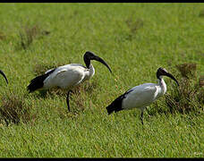 African Sacred Ibis