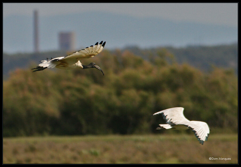 Ibis sacréadulte