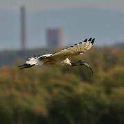 African Sacred Ibis