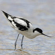 Avocette élégante