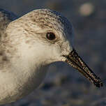 Bécasseau sanderling