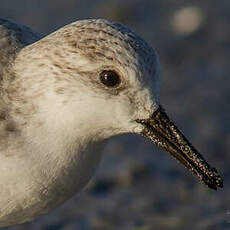 Bécasseau sanderling