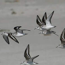 Bécasseau sanderling