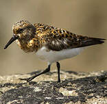 Bécasseau sanderling