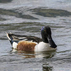 Canard souchet