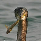 Cormoran huppé
