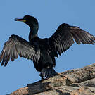 Cormoran huppé