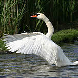 Cygne tuberculé