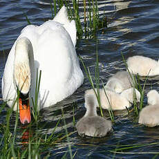 Cygne tuberculé