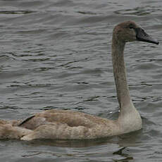 Cygne tuberculé