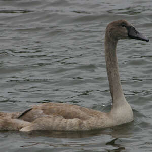 Cygne tuberculé