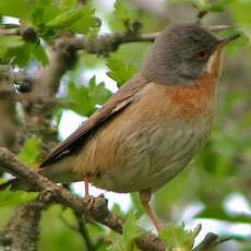 Fauvette passerinette