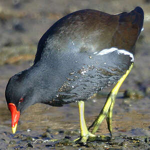 Gallinule poule-d'eau