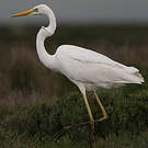 Grande Aigrette