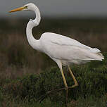 Grande Aigrette