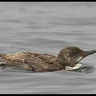 Guillemot de Troïl