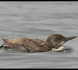 Guillemot de Troïl