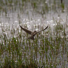 Hirondelle de rivage