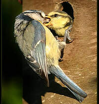 Mésange bleue