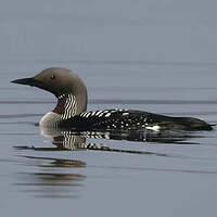 Plongeon arctique