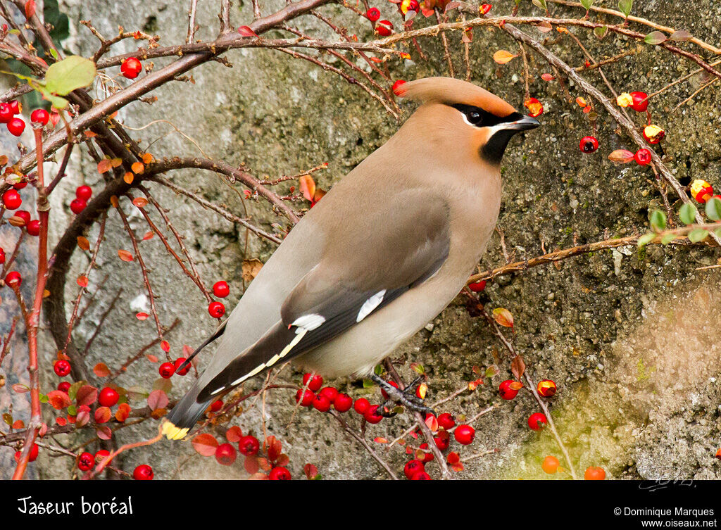 Bohemian Waxwingadult, identification