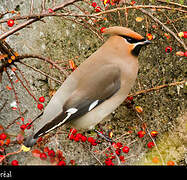 Bohemian Waxwing