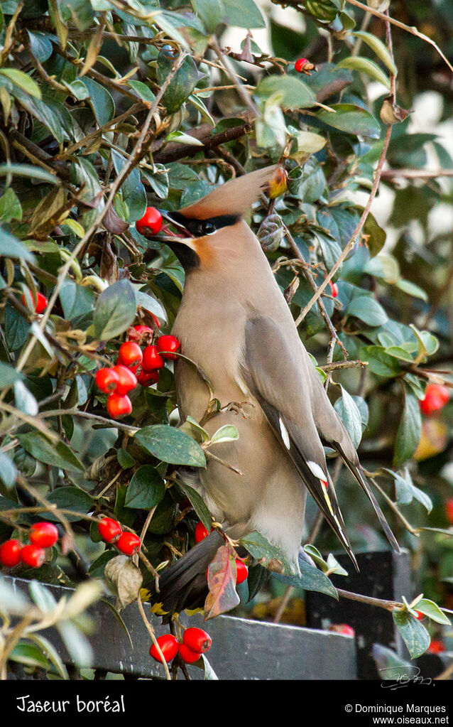 Bohemian Waxwingadult, identification, feeding habits, Behaviour