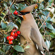 Bohemian Waxwing