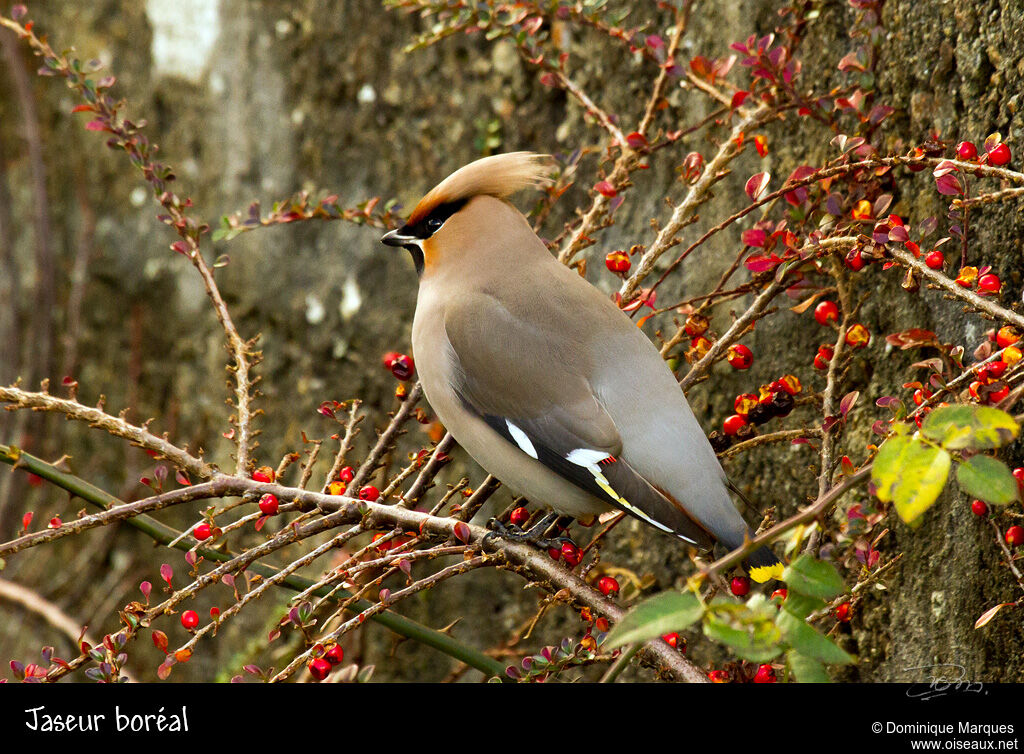 Bohemian Waxwingadult, identification