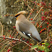 Bohemian Waxwing