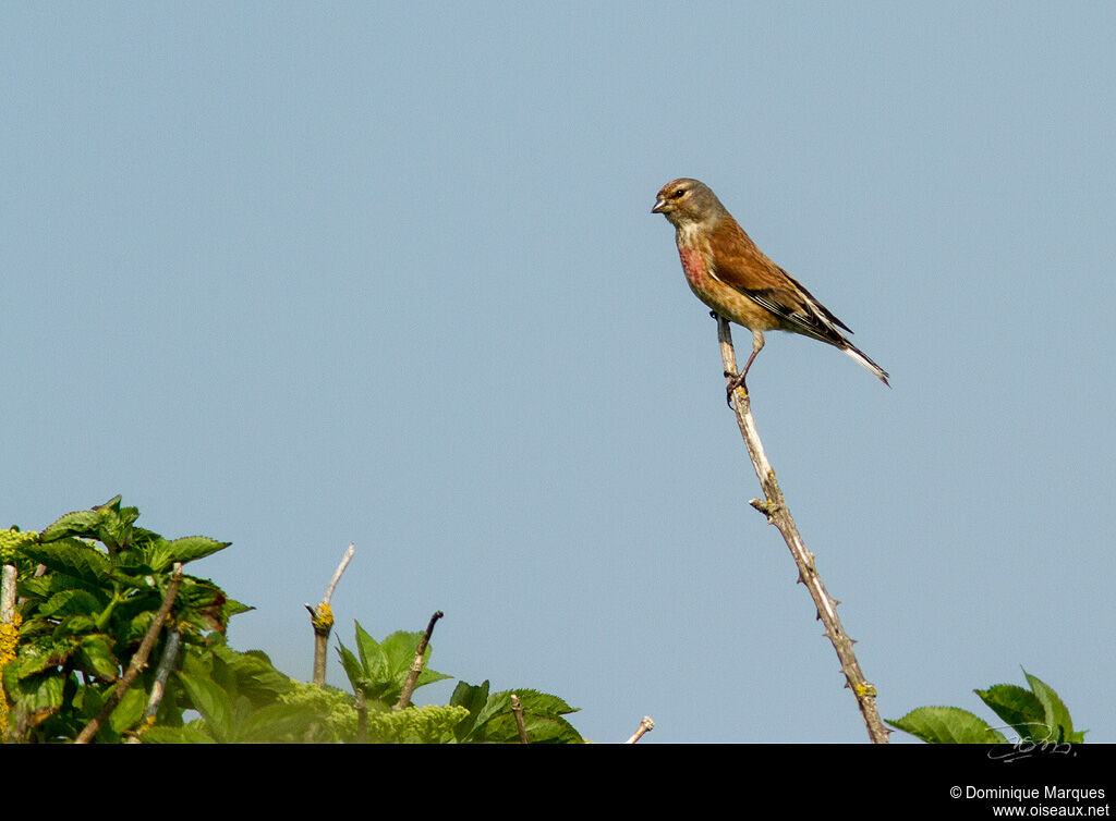 Common Linnet male adult, identification