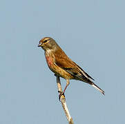 Common Linnet