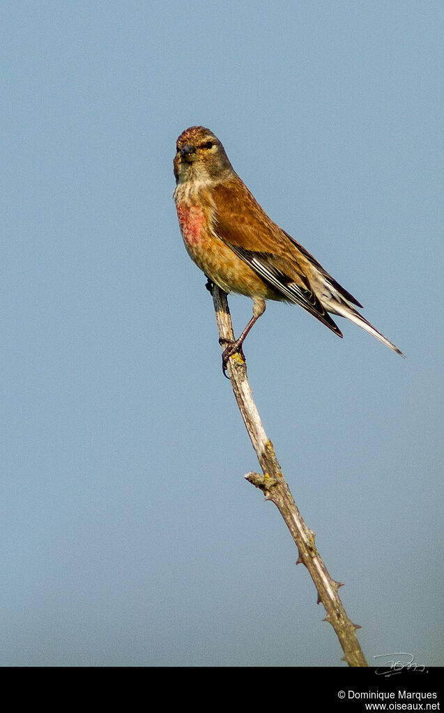 Linotte mélodieuse mâle adulte nuptial, identification