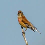 Common Linnet