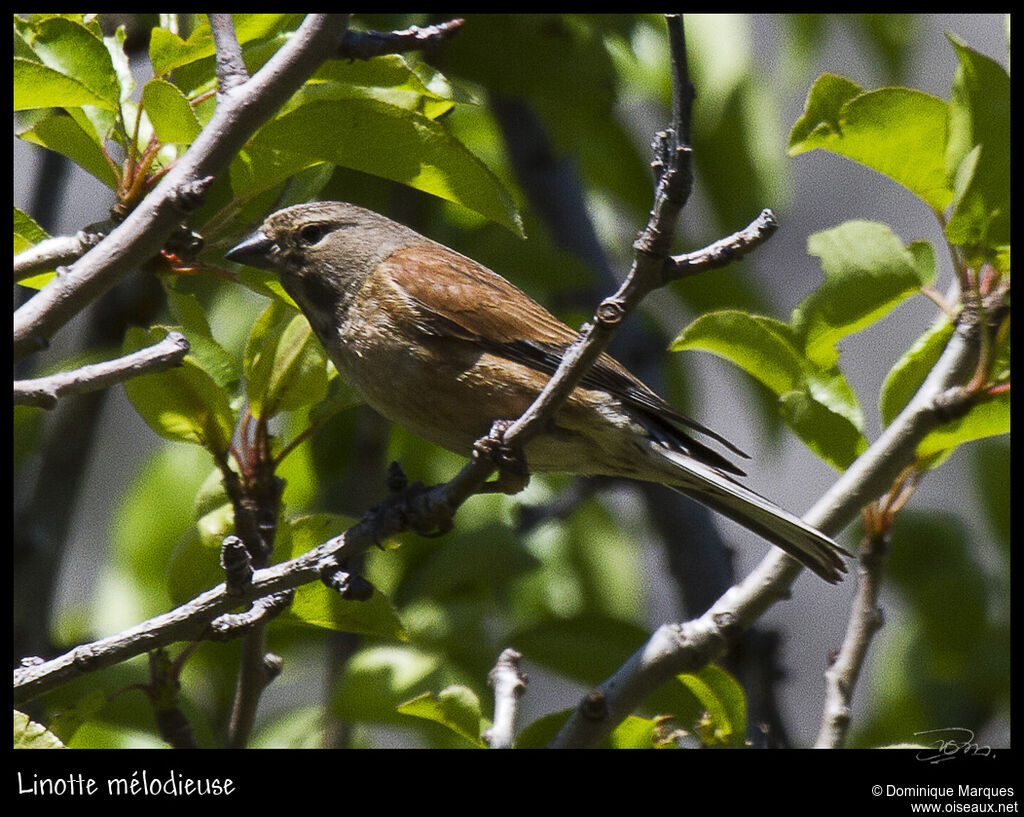 Linotte mélodieuse mâle adulte internuptial, identification