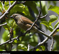 Linotte mélodieuse