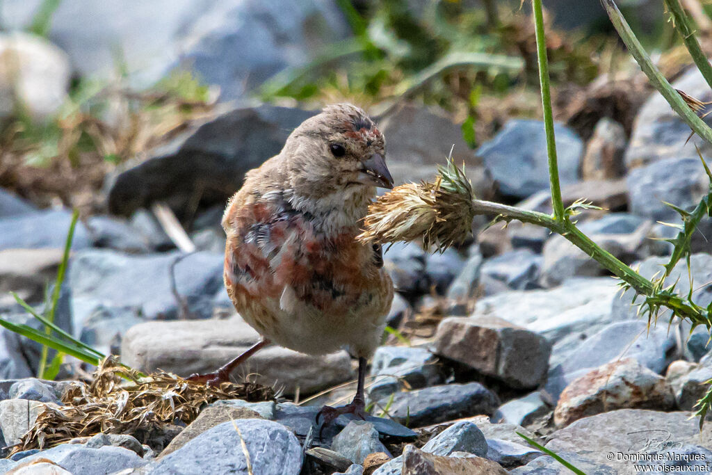 Common Linnet male adult transition, eats