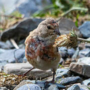 Common Linnet