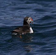 Atlantic Puffin