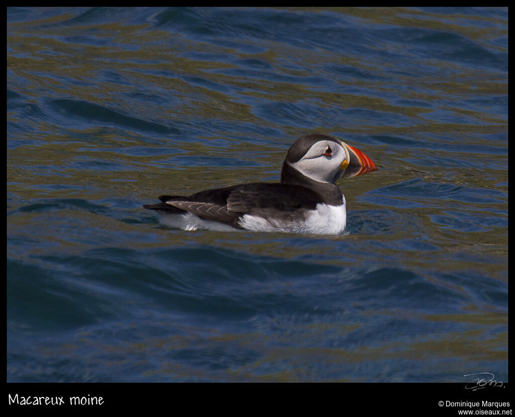 Atlantic Puffinadult, identification