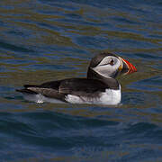 Atlantic Puffin