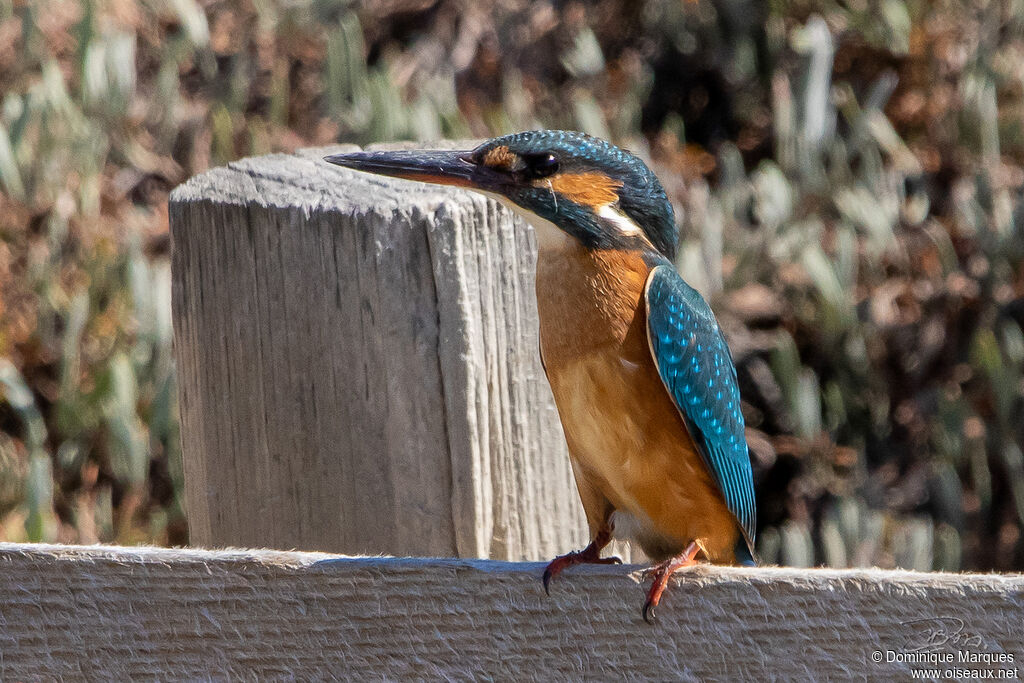 Common Kingfisher female adult breeding, identification