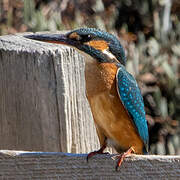 Common Kingfisher