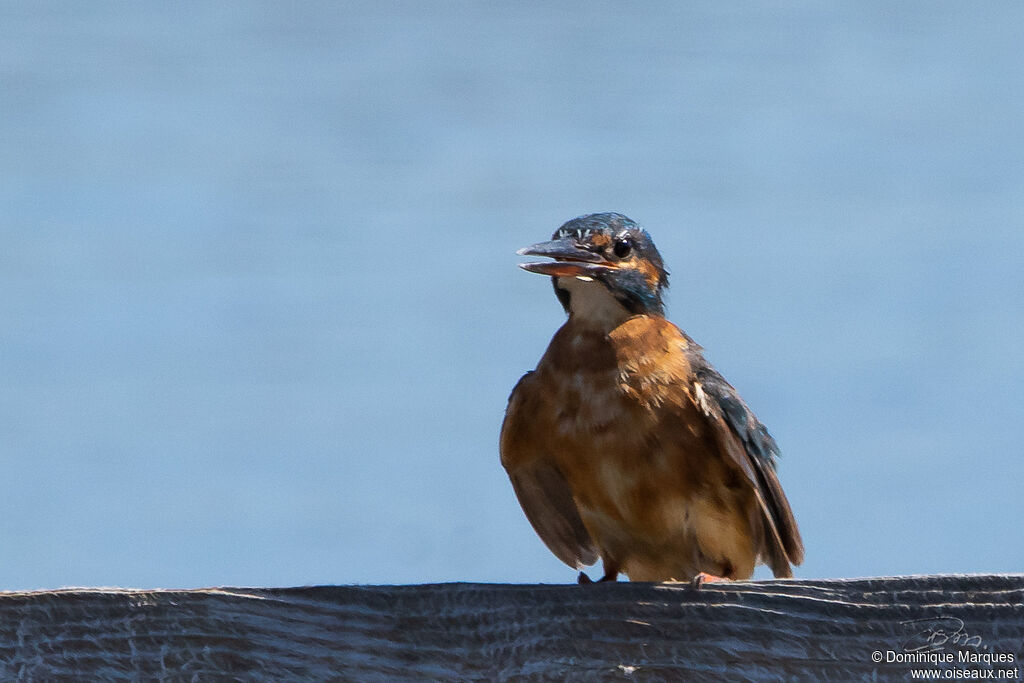 Common Kingfisher female juvenile