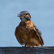 Common Kingfisher