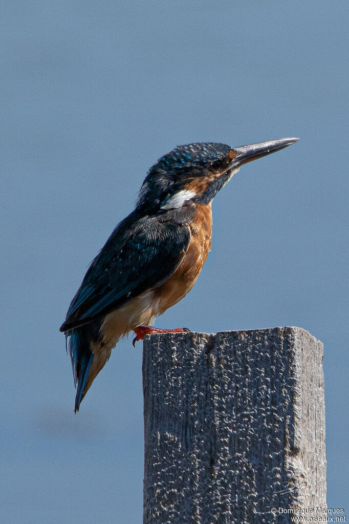 Common Kingfisher male adult breeding, identification