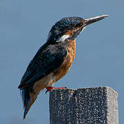 Common Kingfisher