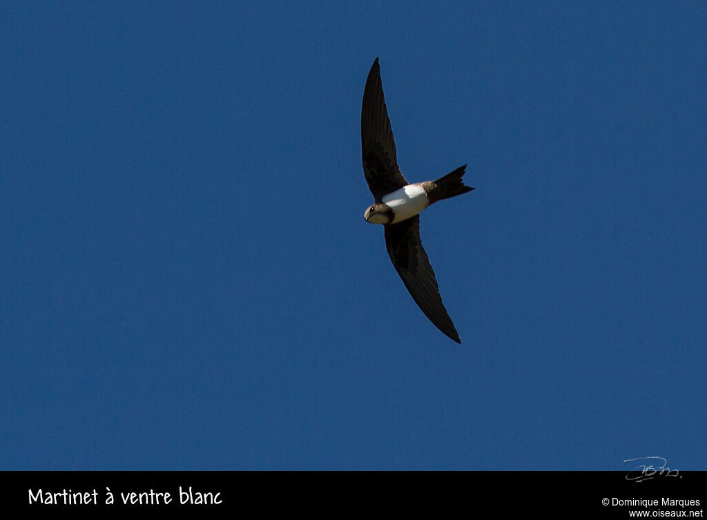 Martinet à ventre blanc, Vol